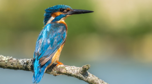 Kingfisher